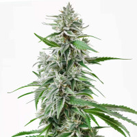 Sunset Sherbet | Cannabis Seeds by Azarius