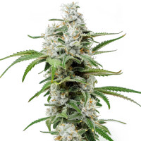 Chemdawg Auto | Cannabis Seeds by Azarius