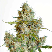 Thai Dream Auto | Cannabis Seeds by Azarius