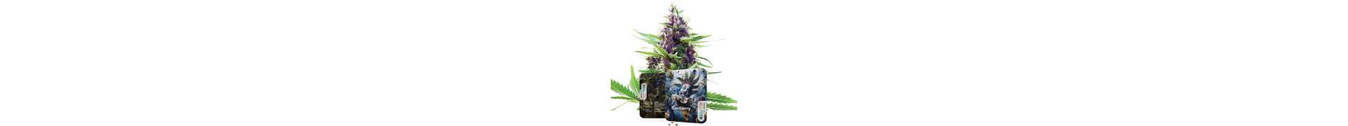 Buy the Best Blueberry Cannabis Seeds Online