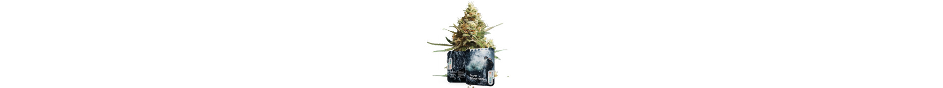 Buy White Strains | Premium Cannabis Seeds