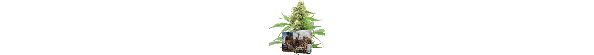 Buy Pineapple Strains | Sweet Cannabis Seeds